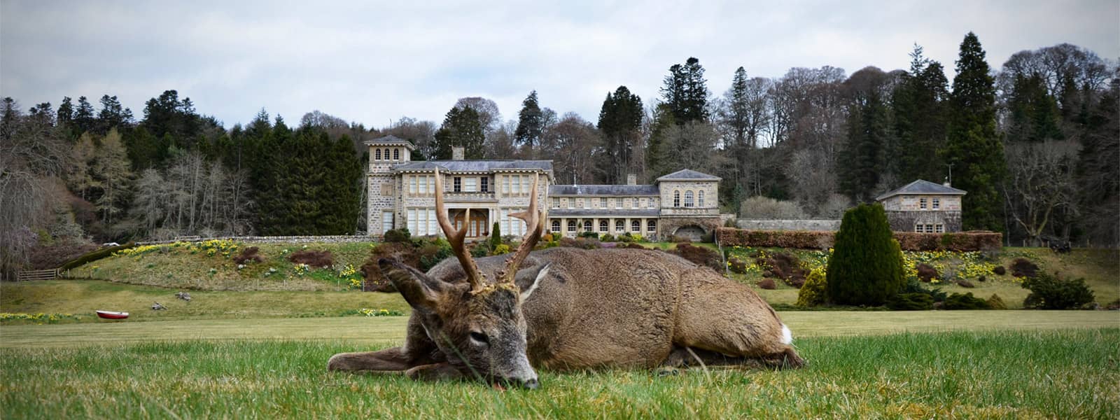 Roebuck Hunting Highlands